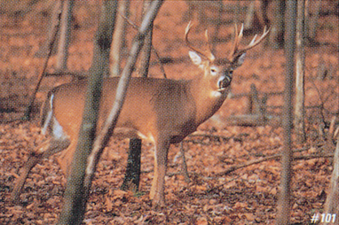 Tru Life Tierbildauflage  Whitetail Deer, wachsam (70500)