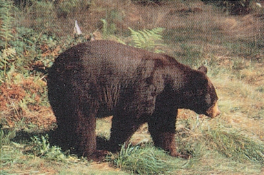 Tru Life Tierbildauflage Schwarzbär (70520)